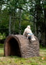 NatureDog™ Dog Through the Log