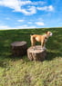 NatureDog™ Stump Jump Set