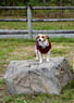 NatureDog™ Small Boulder