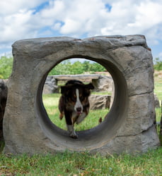 NatureDog™ Agility Boulder Run