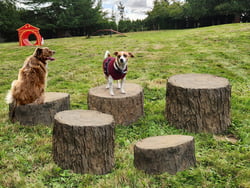 NatureDog™ Agility Stump Jump Set