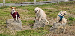 NatureDog™ Agility NatureDog™ Stepping Stones (Set of 3)