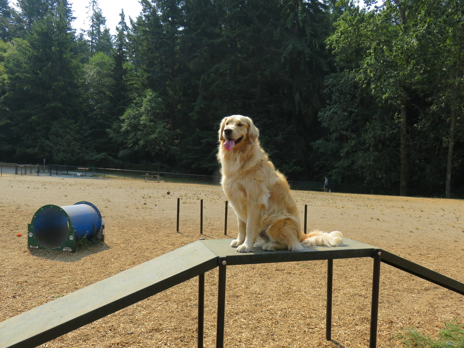 Expert Bark Park Obstacle Course